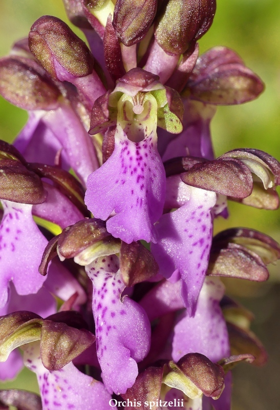 Monte Velino e Monti della Duchessa, le orchidee e la Natura  2024.